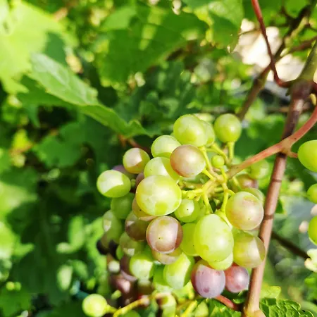 Apartment Baja Karpacz